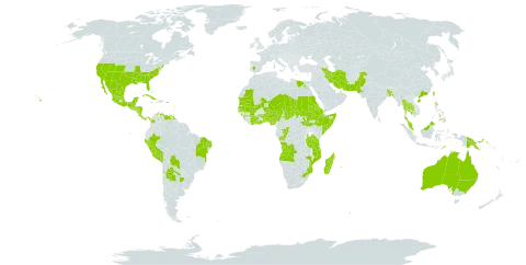 Trianthema portulacastrum world distribution map, present in Angola, Argentina, Antigua and Barbuda, Australia, Benin, Bonaire, Sint Eustatius and Saba, Burkina Faso, Bangladesh, Bahamas, Belize, Bolivia (Plurinational State of), Brazil, Barbados, China, Côte d'Ivoire, Congo, Colombia, Cabo Verde, Costa Rica, Cuba, Egypt, Eritrea, Spain, Ethiopia, Ghana, Guinea, Guadeloupe, Gambia, Grenada, Guatemala, Honduras, India, Iran (Islamic Republic of), Iceland, Israel, Jamaica, Cambodia, Saint Lucia, Sri Lanka, Madagascar, Mexico, Mali, Mozambique, Mauritania, Montserrat, Martinique, Mauritius, Malaysia, Mayotte, Niger, Nigeria, Nicaragua, Nepal, Pakistan, Panama, Peru, Philippines, Papua New Guinea, Puerto Rico, Paraguay, Qatar, Réunion, Saudi Arabia, Sudan, Senegal, El Salvador, Somalia, South Sudan, Chad, Togo, Thailand, Timor-Leste, Trinidad and Tobago, Taiwan, Province of China, Tanzania, United Republic of, Uruguay, United States of America, Venezuela (Bolivarian Republic of), Yemen, and South Africa