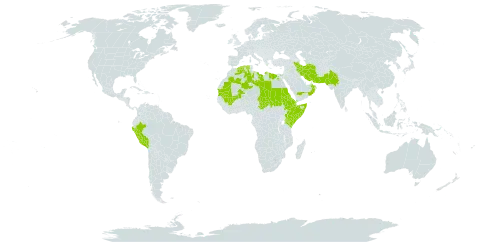 Tribulus pentandrus world distribution map, present in Djibouti, Algeria, Egypt, Eritrea, Ethiopia, India, Iran (Islamic Republic of), Israel, Kenya, Libya, Mali, Mauritania, Oman, Pakistan, Peru, Saudi Arabia, Sudan, Somalia, Chad, and Yemen