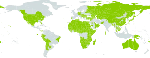 Tribulus terrestris world distribution map, present in Angola, Anguilla, Albania, Andorra, United Arab Emirates, Argentina, Armenia, Australia, Austria, Azerbaijan, Burundi, Benin, Burkina Faso, Bangladesh, Bulgaria, Bahrain, Bosnia and Herzegovina, Belarus, Bolivia (Plurinational State of), Brazil, Bhutan, Botswana, Central African Republic, Canada, Chile, China, Cameroon, Comoros, Cabo Verde, Cyprus, Germany, Djibouti, Algeria, Ecuador, Egypt, Spain, Ethiopia, Fiji, France, Georgia, Ghana, Gibraltar, Guinea, Greece, Croatia, Hungary, India, Israel, Italy, Japan, Kazakhstan, Kenya, Kyrgyzstan, Cambodia, Kuwait, Lebanon, Liberia, Libya, Sri Lanka, Morocco, Madagascar, Maldives, Mexico, North Macedonia, Mali, Myanmar, Montenegro, Mongolia, Mozambique, Mauritania, Malawi, Namibia, Niger, Nigeria, Nepal, Oman, Pakistan, Panama, Peru, Papua New Guinea, Korea (Democratic People's Republic of), Portugal, Qatar, Romania, Russian Federation, Rwanda, Saudi Arabia, Sudan, Senegal, Somalia, Serbia, South Sudan, Slovakia, Slovenia, eSwatini, Syrian Arab Republic, Turks and Caicos Islands, Chad, Togo, Thailand, Tajikistan, Turkmenistan, Tunisia, Turkey, Taiwan, Province of China, Tanzania, United Republic of, Uganda, Ukraine, Uruguay, United States of America, Uzbekistan, Viet Nam, Yemen, South Africa, Zambia, and Zimbabwe