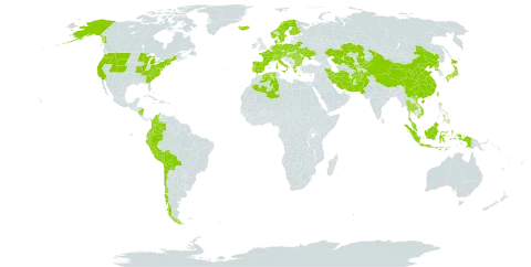 Trichophorum world distribution map, present in Afghanistan, Austria, Bulgaria, Belarus, Bolivia (Plurinational State of), Switzerland, Chile, China, Colombia, Czech Republic, Germany, Denmark, Algeria, Ecuador, Spain, Finland, France, Micronesia (Federated States of), Greece, Hungary, Indonesia, Ireland, Iran (Islamic Republic of), Iceland, Italy, Japan, Kazakhstan, Kyrgyzstan, Montenegro, Malaysia, Nicaragua, Netherlands, Norway, Nepal, Pakistan, Peru, Philippines, Poland, Korea (Democratic People's Republic of), Portugal, Romania, Sweden, Thailand, Taiwan, Province of China, Ukraine, United States of America, Uzbekistan, and Viet Nam