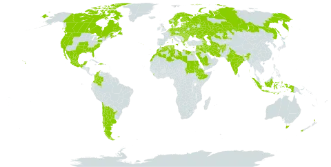 Trifolium carolinianum world distribution map, present in Afghanistan, Albania, Andorra, Argentina, Armenia, Australia, Austria, Azerbaijan, Belgium, Bulgaria, Belarus, Canada, Switzerland, Chile, Colombia, Cyprus, Germany, Djibouti, Denmark, Dominican Republic, Algeria, Egypt, Spain, Estonia, Ethiopia, Finland, Falkland Islands (Malvinas), France, United Kingdom of Great Britain and Northern Ireland, Greece, Haiti, Hungary, Indonesia, India, Iran (Islamic Republic of), Iraq, Italy, Jordan, Kazakhstan, Lebanon, Libya, Liechtenstein, Sri Lanka, Lithuania, Luxembourg, Latvia, Morocco, Moldova (Republic of), Mexico, Malta, Netherlands, Norway, New Zealand, Poland, Portugal, Romania, Russian Federation, Saudi Arabia, Sudan, Slovakia, Sweden, Syrian Arab Republic, Turkmenistan, Tunisia, Ukraine, and United States of America