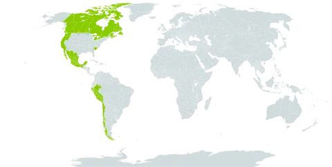 Trifolium depauperatum world distribution map, present in American Samoa, Canada, Chile, Mexico, Peru, and United States of America