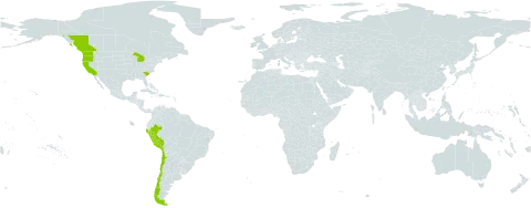 Trifolium depauperatum var. depauperatum world distribution map, present in American Samoa, Canada, Chile, Peru, and United States of America