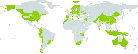 Trifolium dubium world distribution map, present in Albania, Andorra, American Samoa, Australia, Austria, Azerbaijan, Belgium, Bulgaria, Belarus, Brazil, Canada, Switzerland, Chile, China, Colombia, Costa Rica, Cyprus, Czech Republic, Germany, Denmark, Spain, Estonia, Finland, France, United Kingdom of Great Britain and Northern Ireland, Georgia, Greece, Haiti, Hungary, Indonesia, India, Iran (Islamic Republic of), Iraq, Israel, Italy, Jamaica, Liechtenstein, Sri Lanka, Lithuania, Luxembourg, Latvia, Morocco, Netherlands, Norway, New Zealand, Pakistan, Panama, Peru, Papua New Guinea, Poland, Portugal, Réunion, Romania, Russian Federation, Slovakia, Sweden, Tunisia, Taiwan, Province of China, Tanzania, United Republic of, Ukraine, United States of America, and South Africa