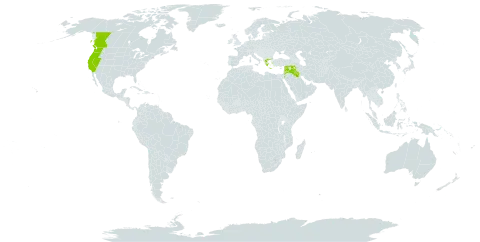 Trifolium oliganthum world distribution map, present in Canada, Greece, Iraq, Jordan, Lebanon, Syrian Arab Republic, and United States of America