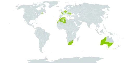 Trifolium ornithopodioides world distribution map, present in Australia, Canada, Germany, Algeria, Spain, France, Greece, Hungary, Italy, Morocco, Netherlands, New Zealand, Portugal, Romania, and South Africa