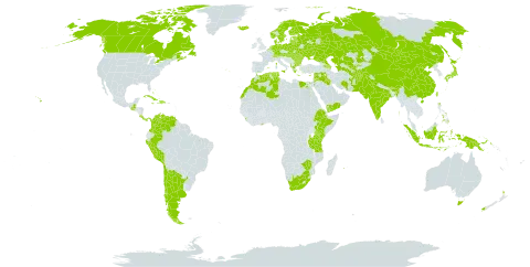 Trifolium semipilosum world distribution map, present in Afghanistan, Albania, Argentina, Armenia, Australia, Austria, Azerbaijan, Belgium, Bulgaria, Bahamas, Belarus, Bhutan, Canada, Switzerland, Chile, China, Colombia, Costa Rica, Cuba, Cyprus, Germany, Denmark, Dominican Republic, Algeria, Egypt, Spain, Estonia, Ethiopia, Finland, France, Ghana, Greece, Guatemala, Haiti, Hungary, Indonesia, India, Iran (Islamic Republic of), Iraq, Iceland, Italy, Jamaica, Jordan, Japan, Kazakhstan, Kenya, Lebanon, Sri Lanka, Lithuania, Latvia, Morocco, Moldova (Republic of), Malta, Mongolia, Malawi, Netherlands, Norway, Nepal, New Zealand, Pakistan, Panama, Peru, Philippines, Papua New Guinea, Poland, Portugal, Réunion, Romania, Russian Federation, Singapore, Slovakia, Sweden, Syrian Arab Republic, Tajikistan, Turkmenistan, Tunisia, Taiwan, Province of China, Tanzania, United Republic of, Uganda, Ukraine, United States of America, Uzbekistan, Venezuela (Bolivarian Republic of), Yemen, South Africa, and Zimbabwe