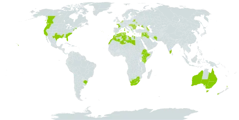 Trifolium subterraneum world distribution map, present in Albania, Australia, Azerbaijan, Belgium, Bulgaria, Belarus, Brazil, Canada, Cyprus, Algeria, Spain, Ethiopia, France, Georgia, Greece, Hungary, India, Iran (Islamic Republic of), Iraq, Italy, Jordan, Kenya, Lebanon, Libya, Morocco, Malta, Netherlands, New Zealand, Portugal, Romania, Russian Federation, Syrian Arab Republic, Tunisia, Ukraine, United States of America, and South Africa