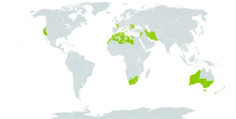 Trifolium suffocatum world distribution map, present in Albania, Australia, Azerbaijan, Bulgaria, Cyprus, Algeria, Spain, France, Greece, Iran (Islamic Republic of), Italy, Jordan, Lebanon, Libya, Morocco, Malta, New Zealand, Portugal, Romania, Syrian Arab Republic, Tunisia, United States of America, and South Africa
