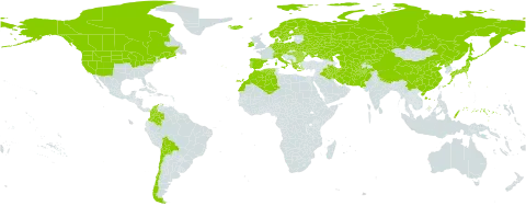 Triglochin palustris world distribution map, present in Afghanistan, Albania, Austria, Bulgaria, Belarus, Bolivia (Plurinational State of), Canada, Switzerland, Chile, China, Colombia, Czech Republic, Germany, Denmark, Algeria, Spain, Finland, France, Micronesia (Federated States of), Greece, Hungary, Ireland, Iran (Islamic Republic of), Iraq, Iceland, Italy, Japan, Kazakhstan, Kyrgyzstan, Morocco, Montenegro, Netherlands, Norway, Nepal, Pakistan, Palau, Poland, Korea (Democratic People's Republic of), Portugal, Romania, Russian Federation, Sweden, Turks and Caicos Islands, Turkmenistan, Ukraine, United States of America, and Uzbekistan