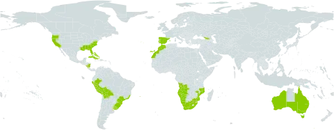 Triglochin striata world distribution map, present in Angola, Åland Islands, Australia, Bahamas, Bolivia (Plurinational State of), Brazil, Cuba, Spain, Georgia, Morocco, Mozambique, Namibia, Norfolk Island, Nicaragua, Peru, Portugal, Uruguay, United States of America, and South Africa
