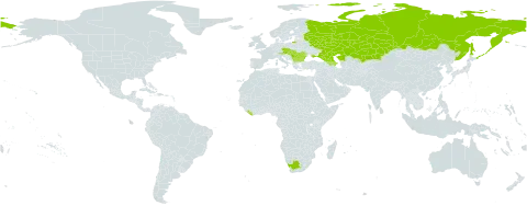 Trinia kitaibelii world distribution map, present in Armenia, Austria, Azerbaijan, Bulgaria, Czech Republic, Georgia, Hungary, Kazakhstan, Liberia, Moldova (Republic of), North Macedonia, Romania, Russian Federation, Serbia, Slovakia, Ukraine, and South Africa