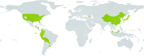 Triodanis world distribution map, present in Åland Islands, Bolivia (Plurinational State of), China, Colombia, Dominica, Ecuador, Micronesia (Federated States of), Georgia, Guatemala, Jamaica, Japan, Malaysia, Nicaragua, Peru, Korea (Democratic People's Republic of), Paraguay, Taiwan, Province of China, Uruguay, and United States of America