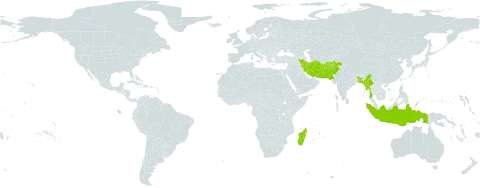 Tripidium bengalense world distribution map, present in Afghanistan, Andorra, Bangladesh, Indonesia, Iran (Islamic Republic of), Madagascar, Myanmar, Mauritius, Pakistan, and Puerto Rico