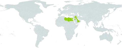 Tripleurospermum auriculatum world distribution map, present in Egypt, Iraq, Israel, Lebanon, Libya, Qatar, and Saudi Arabia