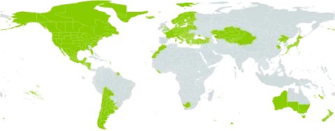 Tripleurospermum inodorum world distribution map, present in Albania, Andorra, Argentina, Armenia, Australia, Austria, Belgium, Bulgaria, Bosnia and Herzegovina, Belarus, Bolivia (Plurinational State of), Canada, Switzerland, Chile, China, Costa Rica, Cyprus, Czech Republic, Germany, Denmark, Spain, Estonia, Finland, France, United Kingdom of Great Britain and Northern Ireland, Georgia, Guadeloupe, Greece, Greenland, Guatemala, Honduras, Croatia, Hungary, Iceland, Italy, Japan, Kazakhstan, Kyrgyzstan, Liberia, Liechtenstein, Lithuania, Luxembourg, Latvia, Morocco, Moldova (Republic of), Mexico, North Macedonia, Montenegro, Nicaragua, Netherlands, Norway, New Zealand, Poland, Korea (Democratic People's Republic of), Portugal, Romania, Russian Federation, South Georgia and the South Sandwich Islands, El Salvador, Saint Pierre and Miquelon, Serbia, Slovakia, Slovenia, Sweden, Tajikistan, Turkey, Ukraine, Uruguay, United States of America, Uzbekistan, and South Africa