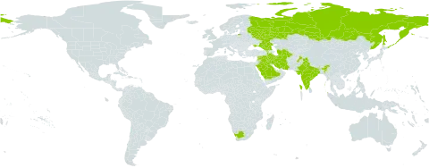 Tripleurospermum parviflorum world distribution map, present in Armenia, Georgia, India, Iran (Islamic Republic of), Iraq, Pakistan, Russian Federation, Saudi Arabia, Syrian Arab Republic, Turkmenistan, Ukraine, and South Africa