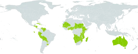 Tripogonella world distribution map, present in Angola, Australia, Benin, Bolivia (Plurinational State of), Botswana, Cabo Verde, Cuba, Dominica, Ecuador, Ethiopia, Ghana, Guatemala, Honduras, Haiti, Kenya, Madagascar, Mali, Mozambique, Mauritania, Namibia, Nigeria, Nicaragua, Peru, Paraguay, Sudan, Senegal, eSwatini, Chad, Togo, Tanzania, United Republic of, Uruguay, Venezuela (Bolivarian Republic of), Zambia, and Zimbabwe