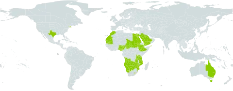Triraphis world distribution map, present in Angola, Australia, Botswana, Egypt, Ethiopia, Lesotho, Morocco, Mozambique, Mauritania, Namibia, Nigeria, Saudi Arabia, Sudan, Chad, Tanzania, United Republic of, United States of America, Yemen, Zambia, and Zimbabwe