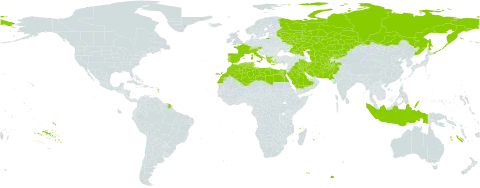 Trisetaria world distribution map, present in Afghanistan, Albania, Austria, Switzerland, Cyprus, Algeria, Egypt, Spain, France, Greece, Indonesia, Iran (Islamic Republic of), Iraq, Italy, Kazakhstan, Kyrgyzstan, Kuwait, Libya, Morocco, Pakistan, Palau, Portugal, Russian Federation, Saudi Arabia, Singapore, Turks and Caicos Islands, Turkmenistan, Tunisia, and Uzbekistan