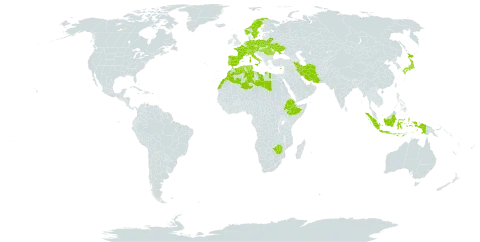 Triticum aestivum subsp. spelta world distribution map, present in Austria, Belarus, Switzerland, Cyprus, Czech Republic, Germany, Algeria, Spain, Ethiopia, France, Hungary, Indonesia, Iran (Islamic Republic of), Italy, Japan, Libya, Morocco, Netherlands, Norway, Palau, Poland, Portugal, Romania, Sweden, Tunisia, Ukraine, and Zimbabwe