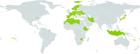Triticum spelta world distribution map, present in Austria, Belarus, Switzerland, Cyprus, Czech Republic, Germany, Algeria, Spain, Ethiopia, France, Hungary, Indonesia, Iran (Islamic Republic of), Italy, Japan, Libya, Morocco, Netherlands, Norway, Palau, Poland, Portugal, Romania, Sweden, Tunisia, Ukraine, United States of America, and Zimbabwe