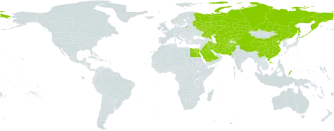 Tulipa biflora world distribution map, present in Afghanistan, China, Egypt, Iran (Islamic Republic of), Iraq, Kazakhstan, Kyrgyzstan, Pakistan, Palau, Russian Federation, Saudi Arabia, Singapore, Turks and Caicos Islands, Turkmenistan, and Uzbekistan