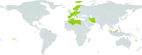 Tulipa sylvestris subsp. sylvestris world distribution map, present in Austria, Czech Republic, Germany, Denmark, Algeria, Spain, France, Iran (Islamic Republic of), Italy, Libya, Malaysia, Netherlands, Norway, Poland, Sweden, and Turks and Caicos Islands