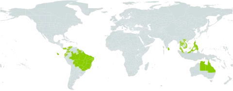 Turnera subulata world distribution map, present in Australia, Bolivia (Plurinational State of), Brazil, Barbados, Colombia, Ecuador, Grenada, French Guiana, Guyana, Indonesia, Saint Lucia, Sri Lanka, Malaysia, Panama, Philippines, Singapore, Suriname, Thailand, Trinidad and Tobago, Venezuela (Bolivarian Republic of), and Viet Nam