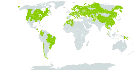 Typha angustifolia world distribution map, present in Afghanistan, Albania, Austria, Bulgaria, Belarus, Brazil, Canada, Switzerland, Chile, China, Colombia, Czech Republic, Germany, Denmark, Algeria, Spain, Finland, France, Micronesia (Federated States of), Greece, Hungary, Indonesia, Ireland, Iceland, Italy, Kazakhstan, Kyrgyzstan, Morocco, Myanmar, Montenegro, Malaysia, Nicaragua, Netherlands, Norway, Panama, Philippines, Palau, Papua New Guinea, Poland, Korea (Democratic People's Republic of), Portugal, Romania, Russian Federation, Sweden, Turks and Caicos Islands, Thailand, Timor-Leste, Ukraine, United States of America, and Uzbekistan