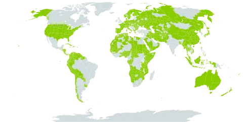 Typha world distribution map, present in Afghanistan, Angola, Åland Islands, Albania, Andorra, Australia, Austria, Benin, Burkina Faso, Bangladesh, Bulgaria, Bahamas, Belarus, Belize, Bermuda, Bolivia (Plurinational State of), Botswana, Central African Republic, Switzerland, Chile, China, Congo, Colombia, Costa Rica, Cuba, Cayman Islands, Cyprus, Czech Republic, Germany, Djibouti, Dominica, Denmark, Algeria, Ecuador, Egypt, Eritrea, Spain, Ethiopia, Finland, Fiji, France, Micronesia (Federated States of), Gabon, Georgia, Ghana, Guinea, Gambia, Guinea-Bissau, Greece, Guyana, Honduras, Haiti, Hungary, Indonesia, Ireland, Iran (Islamic Republic of), Iraq, Italy, Jamaica, Japan, Kazakhstan, Kenya, Kyrgyzstan, Libya, Lesotho, Morocco, Mali, Myanmar, Montenegro, Mozambique, Mauritania, Mauritius, Malaysia, Namibia, Norfolk Island, Nigeria, Nicaragua, Netherlands, Norway, Nepal, New Zealand, Oman, Pakistan, Panama, Peru, Philippines, Palau, Poland, Puerto Rico, Korea (Democratic People's Republic of), Portugal, Paraguay, Réunion, Romania, Russian Federation, Rwanda, Saudi Arabia, Sudan, Senegal, Singapore, Somalia, Suriname, Sweden, eSwatini, Seychelles, Turks and Caicos Islands, Chad, Togo, Thailand, Turkmenistan, Tunisia, Taiwan, Province of China, Tanzania, United Republic of, Uganda, Ukraine, Uruguay, United States of America, Uzbekistan, Venezuela (Bolivarian Republic of), Viet Nam, Yemen, Zambia, and Zimbabwe