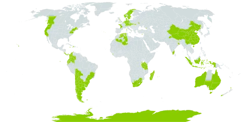 Ulex europaeus world distribution map, present in Argentina, Antarctica, Australia, Austria, Belgium, Bolivia (Plurinational State of), Brazil, Canada, Switzerland, Chile, China, Colombia, Costa Rica, Cyprus, Czech Republic, Germany, Denmark, Algeria, Ecuador, Falkland Islands (Malvinas), France, United Kingdom of Great Britain and Northern Ireland, Georgia, Haiti, Indonesia, India, Jamaica, Sri Lanka, Madagascar, Mauritius, Netherlands, Norway, New Zealand, Panama, Portugal, Réunion, Slovakia, Sweden, Tajikistan, Tanzania, United Republic of, Ukraine, Uruguay, United States of America, and South Africa