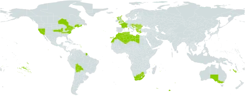 Ulmus minor world distribution map, present in Albania, Australia, Austria, Bulgaria, Bolivia (Plurinational State of), Canada, Algeria, Spain, France, United Kingdom of Great Britain and Northern Ireland, Greece, Croatia, Hungary, Libya, Morocco, North Macedonia, Portugal, Romania, Serbia, Slovenia, Tunisia, United States of America, and South Africa