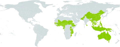 Uraria picta world distribution map, present in Angola, Australia, Benin, Burkina Faso, Bangladesh, Bhutan, China, Côte d'Ivoire, Cameroon, Ethiopia, Gabon, Ghana, Guinea-Bissau, Indonesia, India, Cambodia, Liberia, Sri Lanka, Mali, Myanmar, Mozambique, Mauritius, Malawi, Malaysia, Niger, Nigeria, Nepal, Pakistan, Philippines, Papua New Guinea, Rwanda, Sudan, Senegal, Sierra Leone, Chad, Togo, Thailand, Taiwan, Province of China, Tanzania, United Republic of, Uganda, and Viet Nam