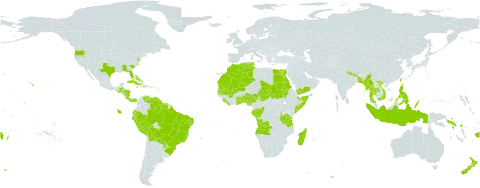 Urochloa mutica world distribution map, present in Aruba, Angola, Åland Islands, Andorra, Benin, Bangladesh, Bahamas, Belize, Bermuda, Bolivia (Plurinational State of), Brazil, Congo, Cook Islands, Costa Rica, Cuba, Cayman Islands, Dominica, Algeria, Ecuador, Egypt, Fiji, Gabon, Ghana, Gambia, Guatemala, Guyana, Honduras, Haiti, Indonesia, Jamaica, Liberia, Morocco, Madagascar, Mali, Myanmar, Mauritania, Nigeria, Nicaragua, Nepal, New Zealand, Panama, Peru, Philippines, Palau, Puerto Rico, Paraguay, Réunion, Sudan, Senegal, Singapore, Solomon Islands, Sierra Leone, Somalia, Suriname, Seychelles, Chad, Togo, Thailand, Tonga, Tunisia, Taiwan, Province of China, Tanzania, United Republic of, United States of America, Venezuela (Bolivarian Republic of), Viet Nam, Wallis and Futuna, Samoa, and Yemen