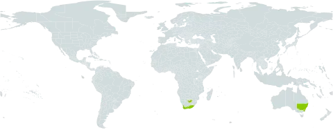 Ursinia chrysanthemoides world distribution map, present in Australia and South Africa