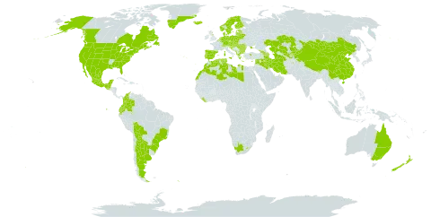 Urtica dioica world distribution map, present in Afghanistan, Albania, Andorra, Argentina, Armenia, Australia, Austria, Azerbaijan, Belgium, Bulgaria, Bosnia and Herzegovina, Belarus, Belize, Bolivia (Plurinational State of), Brazil, Bhutan, Canada, Switzerland, China, Colombia, Cyprus, Czech Republic, Germany, Denmark, Algeria, Ecuador, Spain, Estonia, Finland, France, United Kingdom of Great Britain and Northern Ireland, Georgia, Gibraltar, Greece, Greenland, Guatemala, Croatia, Hungary, India, Iran (Islamic Republic of), Iraq, Iceland, Italy, Kazakhstan, Kyrgyzstan, Lebanon, Liberia, Libya, Liechtenstein, Lesotho, Lithuania, Luxembourg, Latvia, Morocco, Moldova (Republic of), Mexico, North Macedonia, Montenegro, Mongolia, Netherlands, Norway, Nepal, New Zealand, Pakistan, Poland, Portugal, Romania, South Georgia and the South Sandwich Islands, Saint Pierre and Miquelon, Serbia, Slovakia, Slovenia, Sweden, Syrian Arab Republic, Tajikistan, Turkmenistan, Tunisia, Turkey, Ukraine, United States of America, Uzbekistan, and South Africa