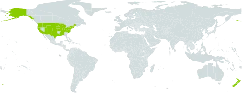 Urtica dioica subsp. gracilis world distribution map, present in New Zealand and United States of America