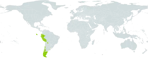 Urtica magellanica world distribution map, present in Argentina, Bolivia (Plurinational State of), Chile, Ecuador, Peru, and Uruguay