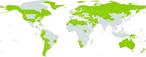 Urtica urens world distribution map, present in Albania, Andorra, United Arab Emirates, Argentina, Armenia, Australia, Austria, Azerbaijan, Belgium, Bulgaria, Bosnia and Herzegovina, Belarus, Bolivia (Plurinational State of), Brazil, Canada, Switzerland, Chile, China, Colombia, Cuba, Cyprus, Czech Republic, Germany, Denmark, Algeria, Ecuador, Egypt, Spain, Estonia, Finland, Falkland Islands (Malvinas), France, United Kingdom of Great Britain and Northern Ireland, Georgia, Gibraltar, Greece, Greenland, Guatemala, Croatia, Hungary, Iran (Islamic Republic of), Iraq, Israel, Italy, Kazakhstan, Kyrgyzstan, Kuwait, Lebanon, Liberia, Libya, Liechtenstein, Lesotho, Lithuania, Luxembourg, Latvia, Morocco, North Macedonia, Malta, Montenegro, Namibia, Netherlands, Norway, New Zealand, Peru, Papua New Guinea, Poland, Portugal, Qatar, Romania, Russian Federation, Saudi Arabia, South Georgia and the South Sandwich Islands, Saint Pierre and Miquelon, Serbia, South Sudan, Slovakia, Slovenia, Sweden, Syrian Arab Republic, Tunisia, Turkey, Ukraine, Uruguay, United States of America, Yemen, and South Africa
