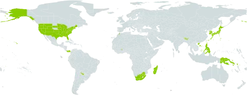 Vaccinium world distribution map, present in Argentina, Bhutan, China, Ghana, Indonesia, India, Iceland, Japan, Korea (Republic of), Morocco, Madagascar, Panama, Philippines, Papua New Guinea, Portugal, Solomon Islands, United States of America, Samoa, and South Africa