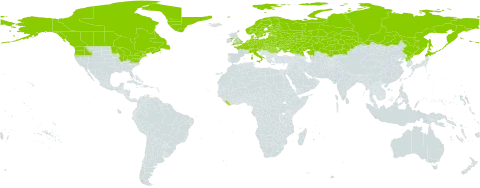 Vaccinium oxycoccos world distribution map, present in Austria, Belgium, Belarus, Canada, Switzerland, China, Czech Republic, Germany, Denmark, Estonia, Finland, France, United Kingdom of Great Britain and Northern Ireland, Greenland, Hungary, Italy, Japan, Kazakhstan, Liberia, Liechtenstein, Lithuania, Luxembourg, Latvia, Netherlands, Norway, Poland, Korea (Democratic People's Republic of), Romania, Russian Federation, Saint Pierre and Miquelon, Slovakia, Slovenia, Sweden, Ukraine, and United States of America