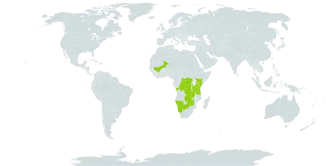 Vachellia kirkii world distribution map, present in Angola, Botswana, Congo (Democratic Republic of the), Kenya, Mali, Namibia, Rwanda, Tanzania, United Republic of, Uganda, Zambia, and Zimbabwe