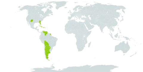 Vachellia macracantha world distribution map, present in Argentina, Bonaire, Sint Eustatius and Saba, Bahamas, Bolivia (Plurinational State of), Barbados, Cuba, Dominican Republic, Guernsey, Guadeloupe, Grenada, French Guiana, Martinique, Puerto Rico, Paraguay, United States of America, and Venezuela (Bolivarian Republic of)