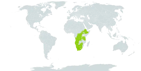 Vachellia sieberiana var. woodii world distribution map, present in Angola, Botswana, Congo (Democratic Republic of the), Ethiopia, Namibia, Rwanda, South Sudan, Tanzania, United Republic of, South Africa, and Zimbabwe