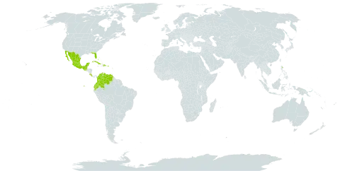 Vachellia tortuosa world distribution map, present in Bonaire, Sint Eustatius and Saba, Bahamas, Colombia, Costa Rica, Cuba, Dominican Republic, Ecuador, Guadeloupe, Guatemala, Mexico, Montserrat, Puerto Rico, United States of America, Venezuela (Bolivarian Republic of), Virgin Islands (British), and Virgin Islands (U.S.)