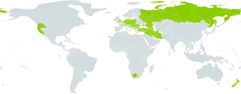 Valeriana carinata world distribution map, present in Albania, Armenia, Austria, Azerbaijan, Belgium, Bulgaria, Bosnia and Herzegovina, Switzerland, Czech Republic, Germany, Spain, France, United Kingdom of Great Britain and Northern Ireland, Georgia, Greece, Croatia, Hungary, Iran (Islamic Republic of), Iraq, Israel, Italy, Lebanon, Liechtenstein, Luxembourg, North Macedonia, Montenegro, Netherlands, New Zealand, Poland, Portugal, Romania, Russian Federation, Serbia, Slovakia, Slovenia, Syrian Arab Republic, Turkey, Ukraine, United States of America, and South Africa