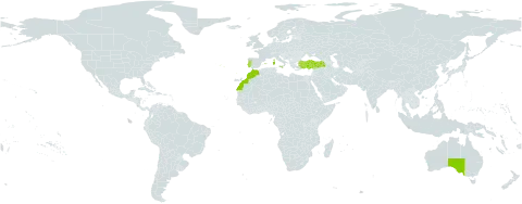Valeriana cornucopiae world distribution map, present in Australia, Spain, France, Gibraltar, Italy, Morocco, Portugal, and Turkey