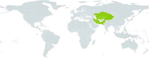 Valeriana ficariifolia world distribution map, present in Afghanistan, China, Iran (Islamic Republic of), Kazakhstan, Kyrgyzstan, Pakistan, Tajikistan, Turkmenistan, and Uzbekistan
