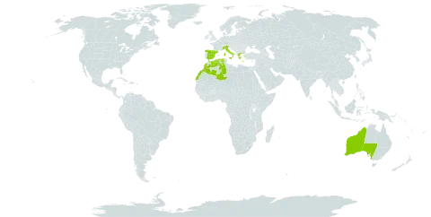 Valeriana macrosiphon world distribution map, present in Australia, Algeria, Spain, Greece, Italy, and Morocco